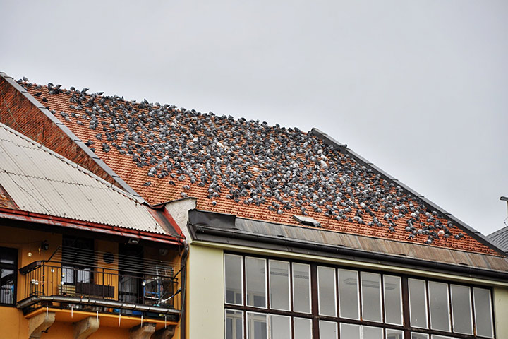 A2B Pest Control are able to install spikes to deter birds from roofs in Beaconsfield. 