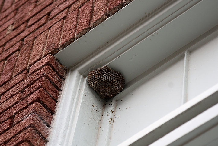 We provide a wasp nest removal service for domestic and commercial properties in Beaconsfield.